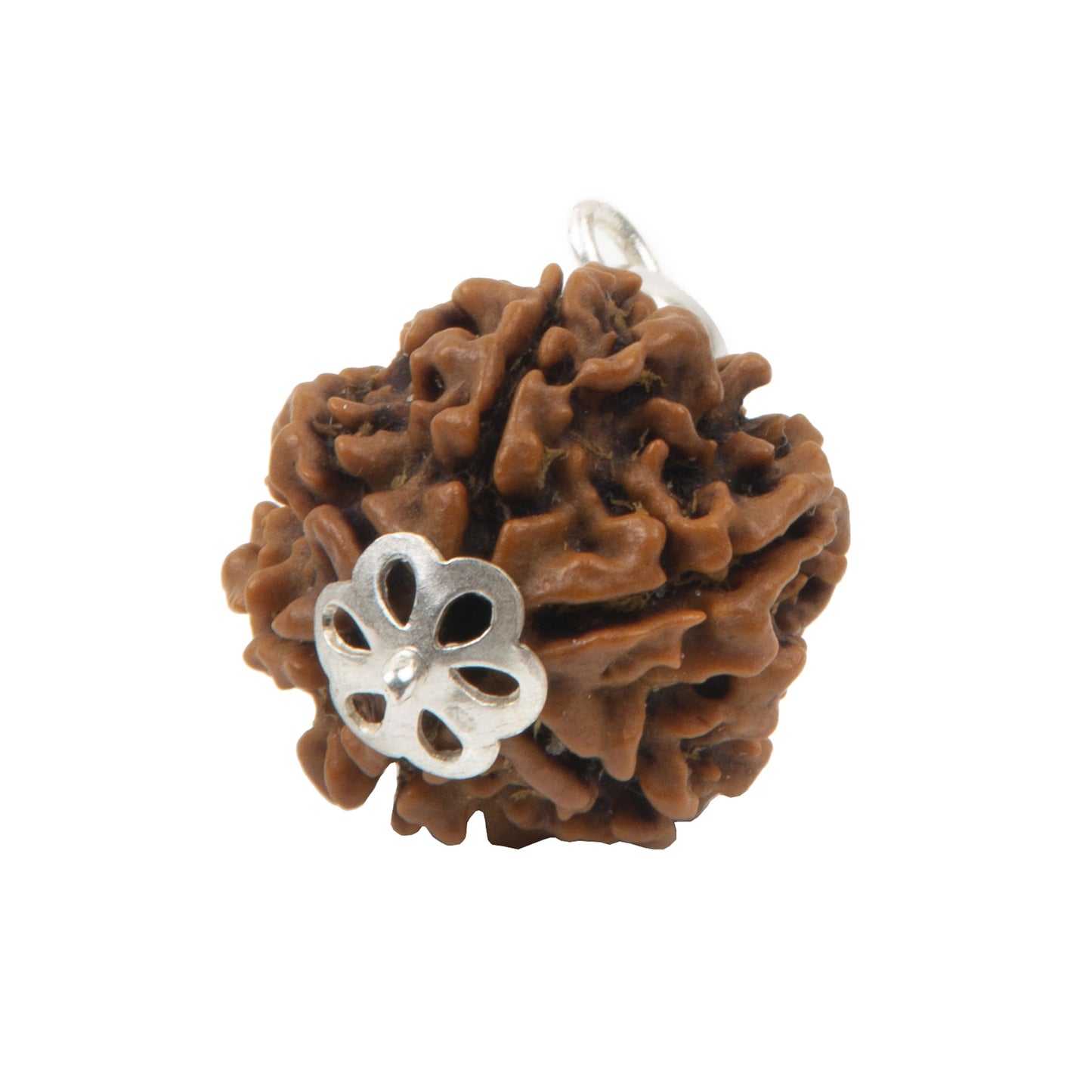 Six Mukhi Rudraksha with 925 Silver Pandant Unisex Both for Men & Women