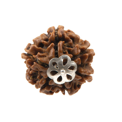 Six Mukhi Rudraksha with 925 Silver Pandant Unisex Both for Men & Women