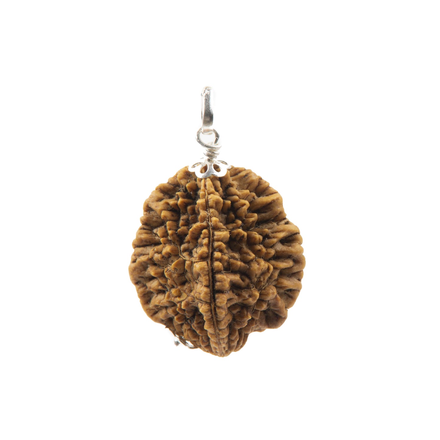 Two Mukhi Rudraksha with 925 Silver Pendant Unisex Both for Men & Women