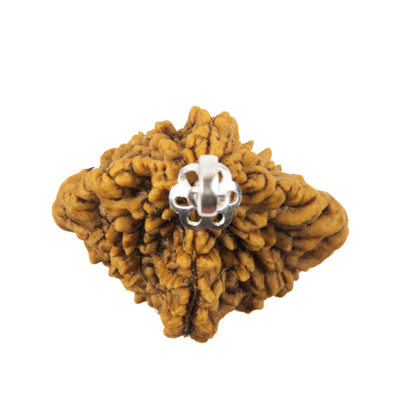 Two Mukhi Rudraksha with 925 Silver Pendant Unisex Both for Men & Women