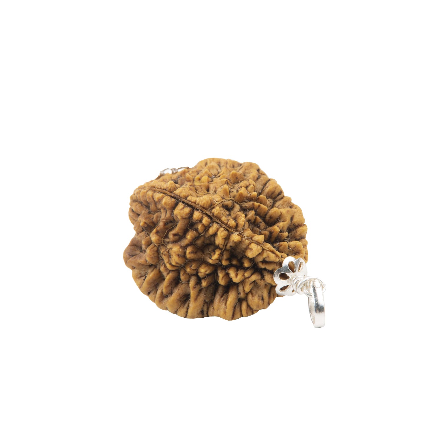 Two Mukhi Rudraksha with 925 Silver Pendant Unisex Both for Men & Women