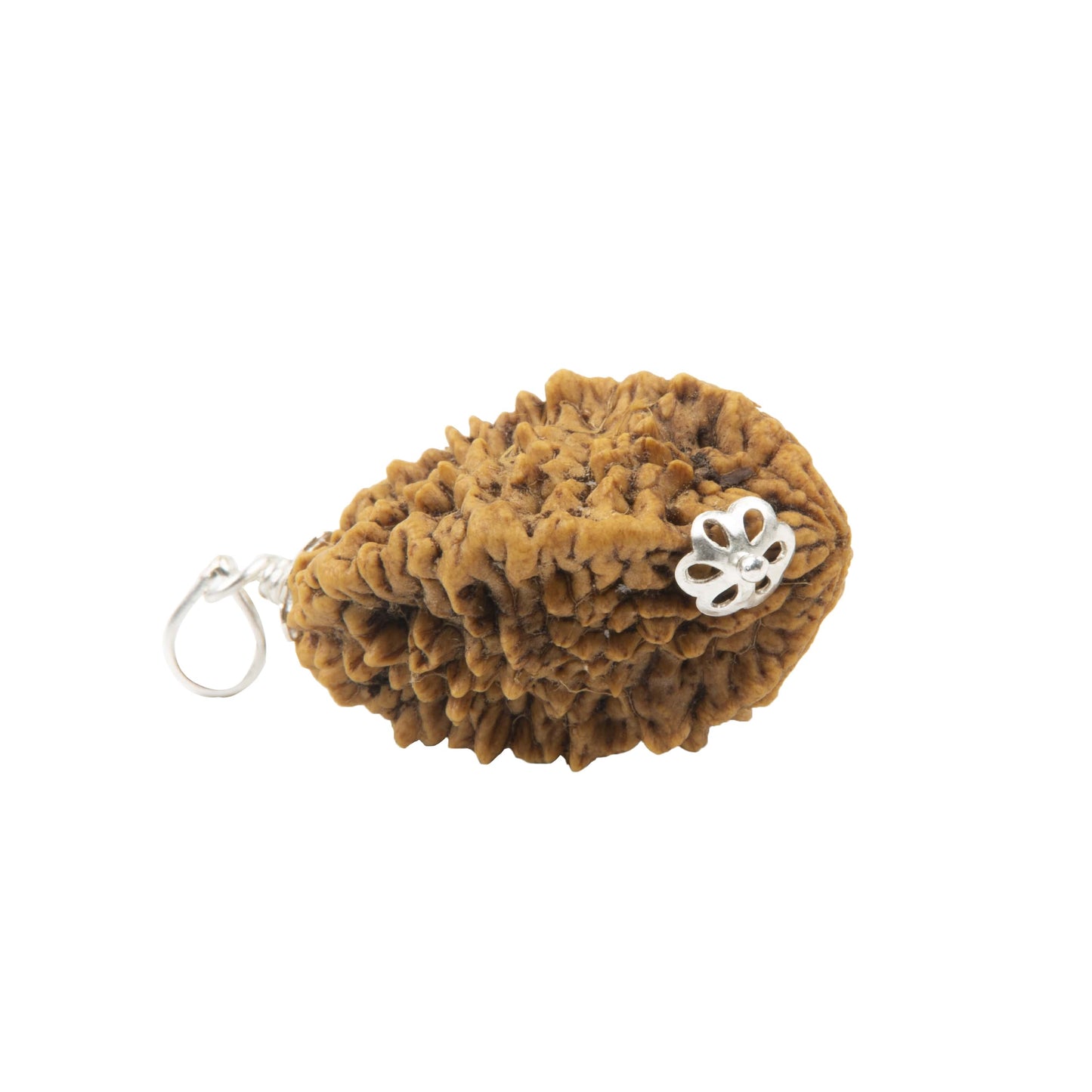 Two Mukhi Rudraksha with 925 Silver Pendant Unisex Both for Men & Women