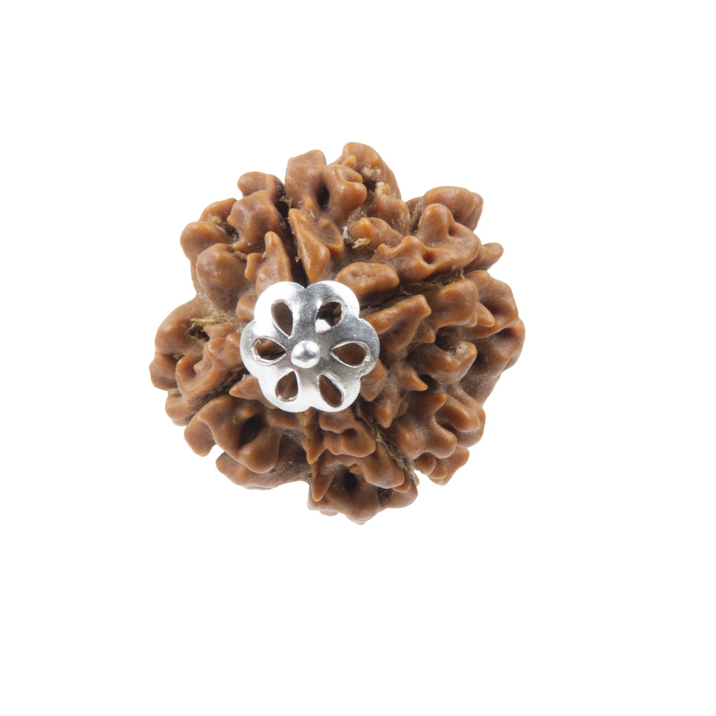 Four Mukhi Rudraksha with 925 Silver Pandant Unisex Both for Men & Women