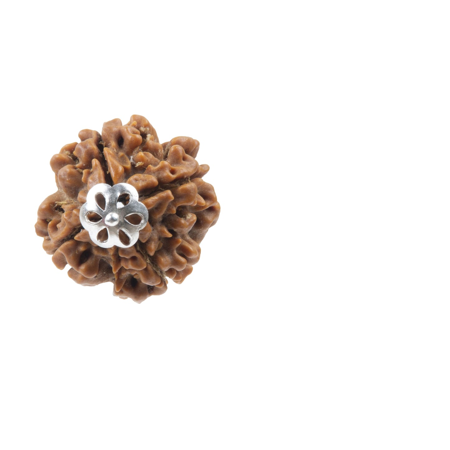 Four Mukhi Rudraksha with 925 Silver Pandant Unisex Both for Men & Women